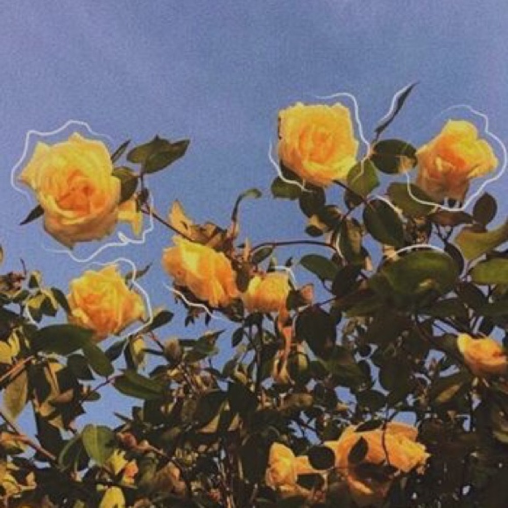 Meet your Posher, Avery